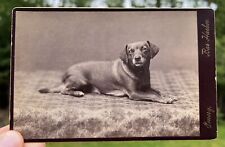 Foto de cartão de armário antigo RARO cachorro doce Emery Bar Harbor Maine 6,5” X 4,25”, usado comprar usado  Enviando para Brazil
