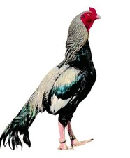 Mangolian aseel asil for sale  BEDFORD