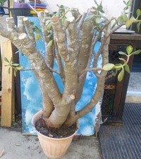 Huge bonsai jade for sale  San Marcos