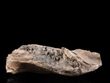 Y735: XF fóssil de elefante de pedra japonesa de Naumann ORNAMENTOS obra de arte objeto comprar usado  Enviando para Brazil