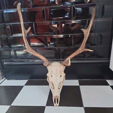Fallow deer buck for sale  PORT TALBOT