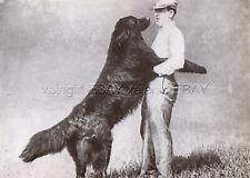 Dog newfoundland giant for sale  Lake Villa