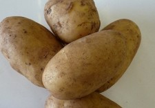 Charlotte seed potatoes for sale Charlotte seed potatoes for sale  NEWRY