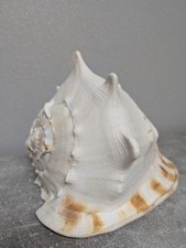 riesenmuschel gebraucht kaufen riesenmuschel gebraucht kaufen Kaltenkirchen