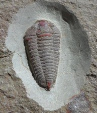Trilobite ordovicien maroc d'occasion Trilobite ordovicien maroc d'occasion  Cuxac-d'Aude