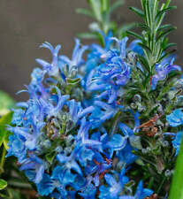 Rosmarinus officinalis forma usato  Napoli