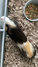 guinea pigs abyssinian for sale guinea pigs abyssinian for sale Owensville