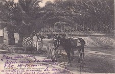San remo asini usato  Roma