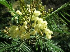 100 acacia mearnsii for sale  Mesa