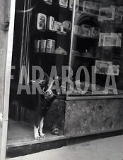 Vintage animali milano usato  Roma