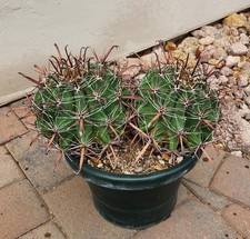 Ferocactus herrerae twisted for sale  Chandler