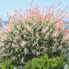 Salix integra hakuro for sale  HORSHAM