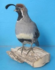 Awesome gambel quail for sale  Des Moines