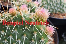 Puntia polyacantha kansas gebraucht kaufen  Mönchengladbach