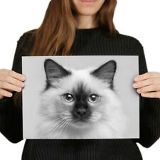 Birman kitten cat for sale  SELBY