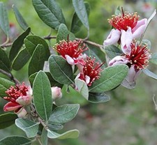 Feijoa sellowiana hardy for sale  Walterboro