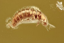 Besouro de março aquático LARVAE Scirtidae inclusão rara ÂMBAR BÁLTICO + HQ P 160905 comprar usado  Enviando para Brazil