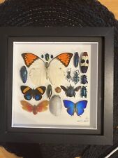 Real butterfly beetles for sale  Troy