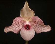 Paphiopedilum lynleigh koopowi for sale  Ninety Six