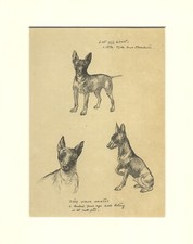 Manchester terrier dogs for sale  COLEFORD
