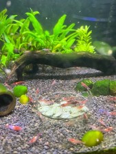 Lot crevettes red d'occasion  Saint-Brieuc