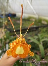 Używany, Orchid Orchidee Orquídea Psychopsis papilio  (2 L) na sprzedaż  PL