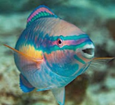 Princess parrot saltwater for sale  Gardena