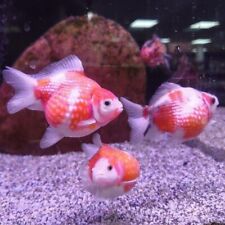 Pearlscale fancy goldfish for sale  BIRMINGHAM