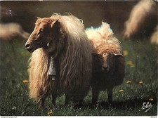 Animaux moutons moutons d'occasion  Fruges