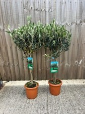 Pair olive trees for sale  WORTHING