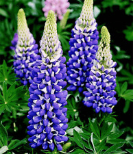 Lupin governor hardy for sale  GRIMSBY