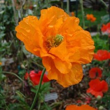Papaver poppy flore for sale  SALISBURY