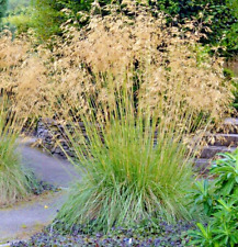 Stipa gigantea giant for sale  NORTHWICH