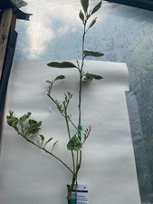 Variegated cara cara for sale  Cheshire