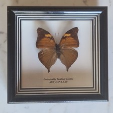 Papillon doleschallia bisaltid d'occasion Papillon doleschallia bisaltid d'occasion  Tréguier