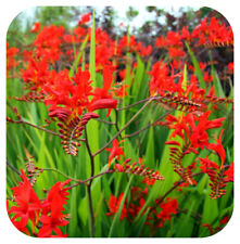 Crocosmia lucifer montbretia for sale  LINCOLN