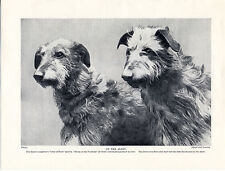 Scottish deerhound two for sale  COLEFORD