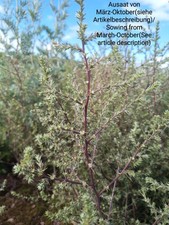 Ruthenisches salzkraut salsola gebraucht kaufen  Langenfeld (Rheinland)