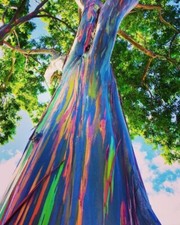 Rainbow eucalyptus tree for sale  Chariton