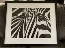 Zebra picture print for sale  Belgrade