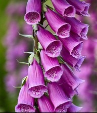 Native foxglove digitalis for sale  BARNSTAPLE