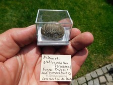 Trilobit nileus globicephalus gebraucht kaufen  Limbach-Oberfrohna