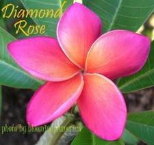 Rare diamond rose for sale  Honolulu