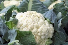 Cauliflower snowball improved for sale  Deltona