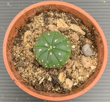 Astrophytum asterias cactus for sale  NORTHWICH