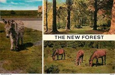 Animals horses new d'occasion  Expédié en Belgium
