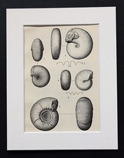 Palaeozoic fossils fossilized for sale  NORWICH
