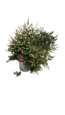 Wax flower usato  Italia