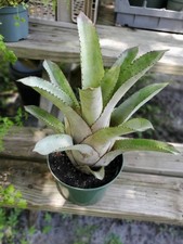 Bromeliad hogenbergia purple for sale  Arcadia