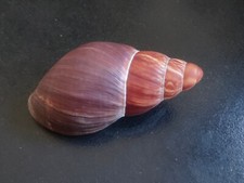 Conchiglia shell archachatina usato  Piombino
